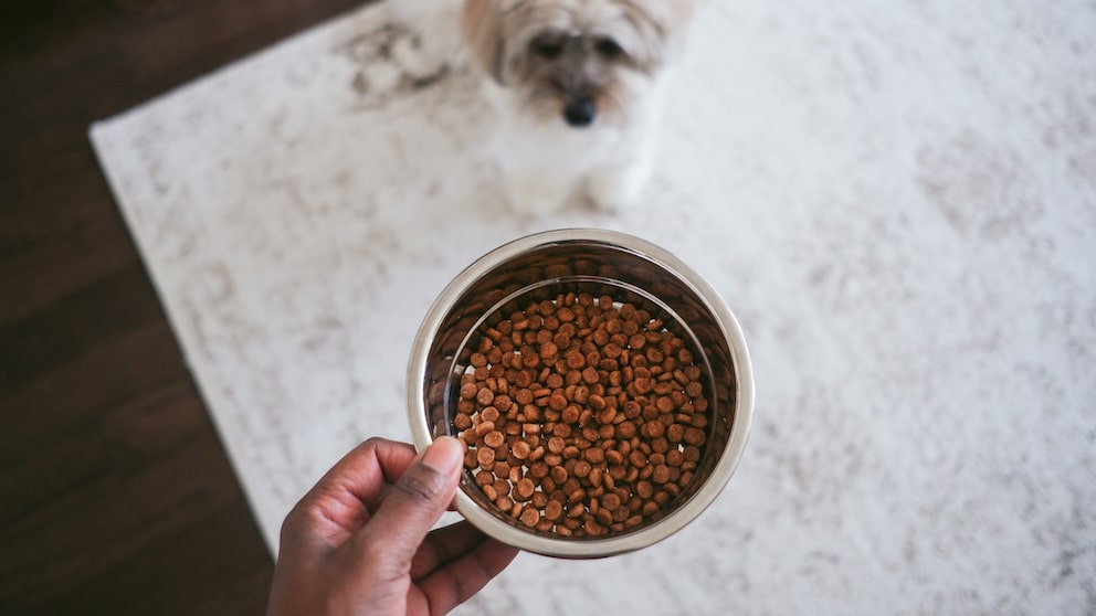 A person holds a filled food bowl. In front of them sits a dog.