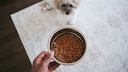 A person holds a filled food bowl. In front of them sits a dog.