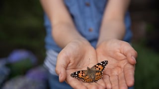 A butterfly rests on the outstretched palms of a person.