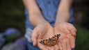 A butterfly rests on the outstretched palms of a person.
