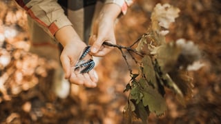 A collection of feathers rests in a hand.