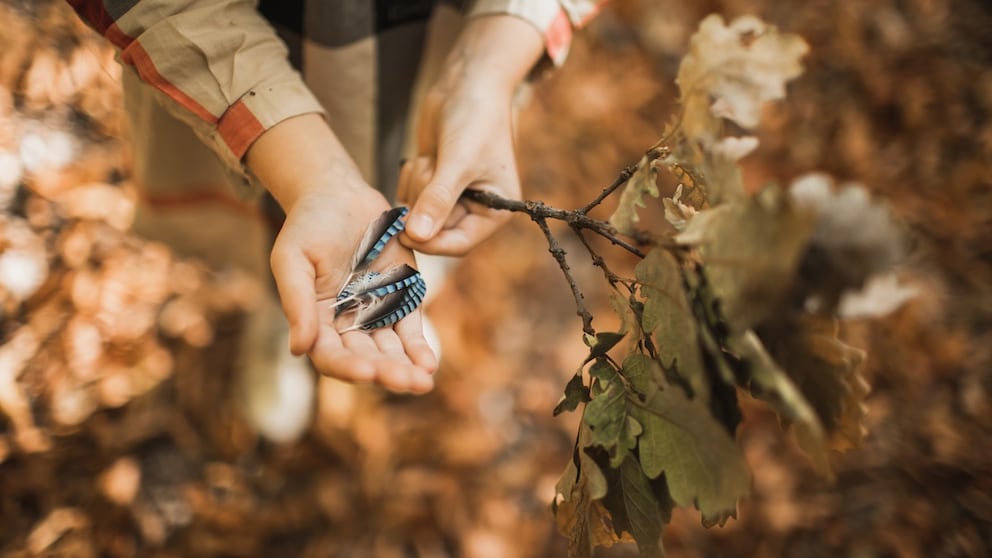A collection of feathers rests in a hand.