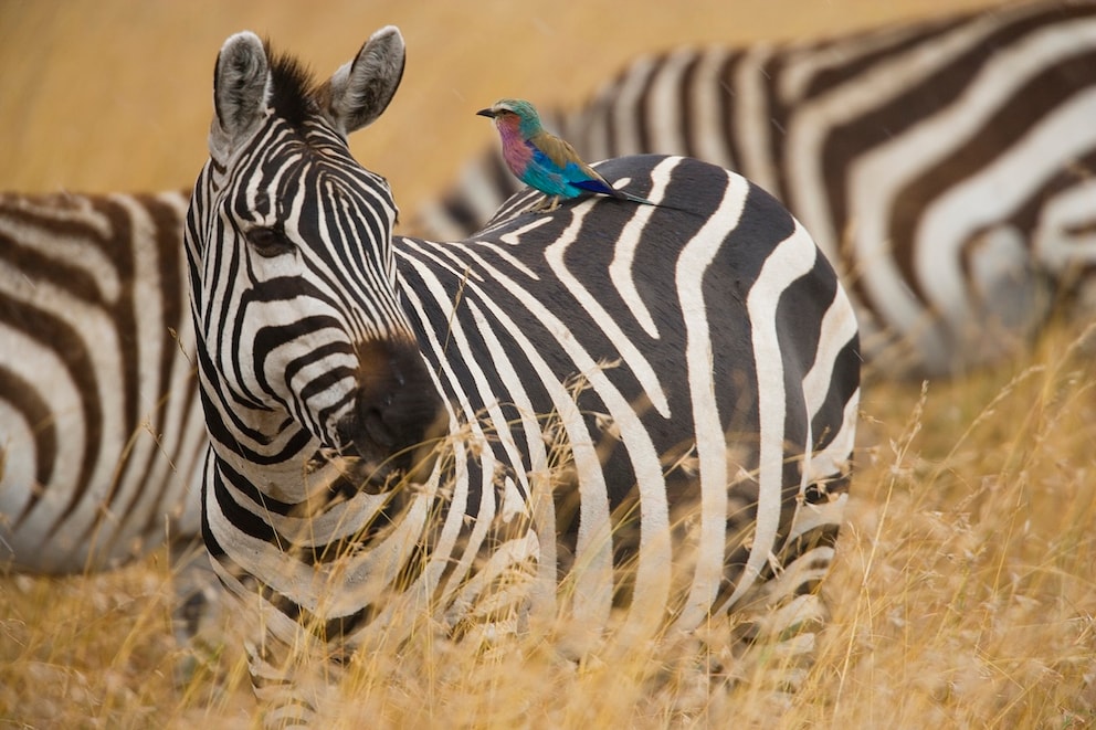 Can You Really Ride a Zebra? - PETBOOK