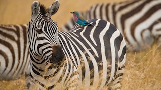 A zebra with a bird on its back