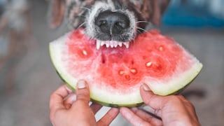 A Dog Bites Into a Watermelon