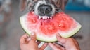 A Dog Bites Into a Watermelon