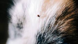 A tick is on a dog's fur.
