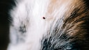 A tick is on a dog's fur.
