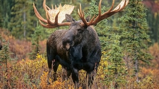A moose in the forest.