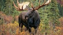 A moose in the forest.