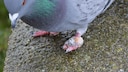 A pigeon with a swollen foot