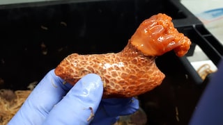 A sea cucumber of the species Psolus fabricii