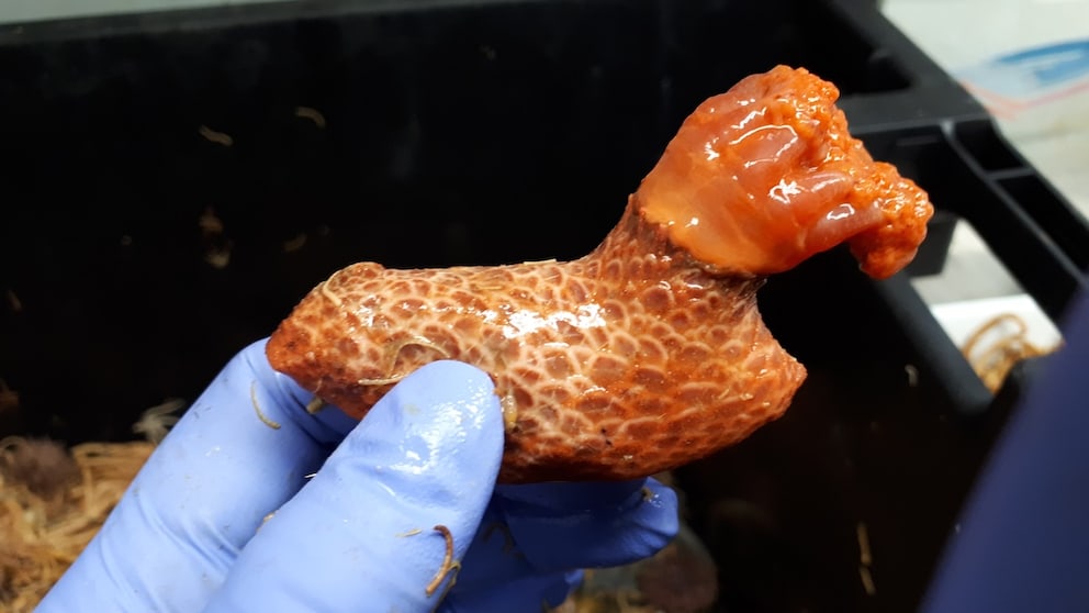 A sea cucumber of the species Psolus fabricii