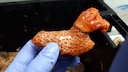 A sea cucumber of the species Psolus fabricii