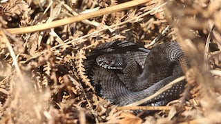 Rare black adder just awakened from hibernation