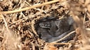 Rare black adder just awakened from hibernation