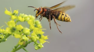 Hornet on Blossom