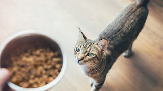 Cat and Food Bowl