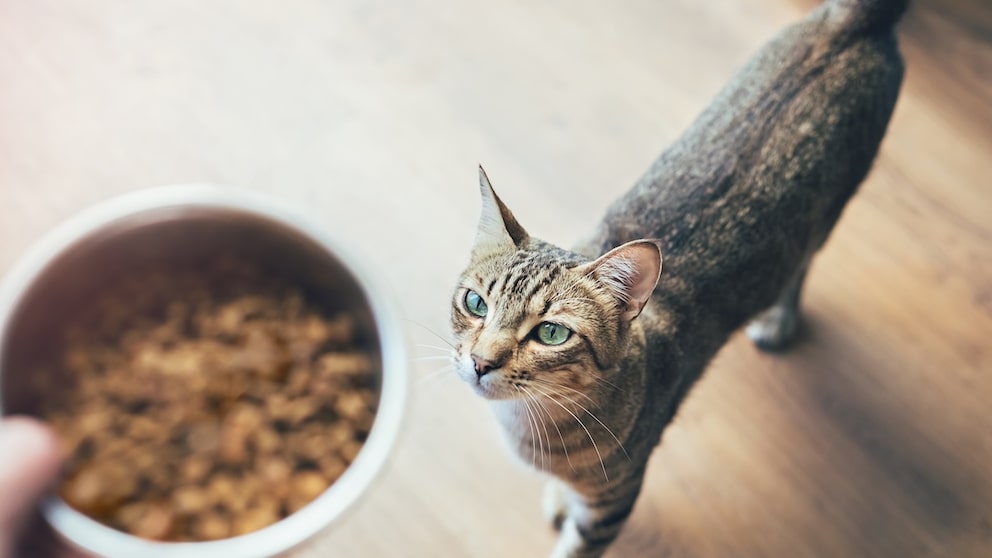 Cat and Food Bowl