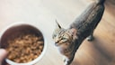 Cat and Food Bowl