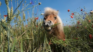 Fresh grass, exercise, and companionship–for horses, the pasture is a paradise. However, plants that can seriously harm their health may also grow there.