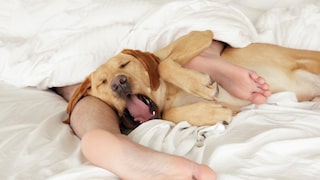 When a dog or cat sleeps in the bed, a wet nose kiss or a paw in the face can quickly wake you up.