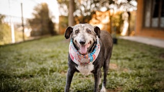 If an older dog's gait changes, there may be more to it than just normal signs of aging.