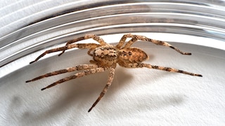 A Nosferatu spider