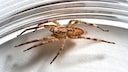 A Nosferatu spider