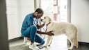 Veterinarian Examines Dog