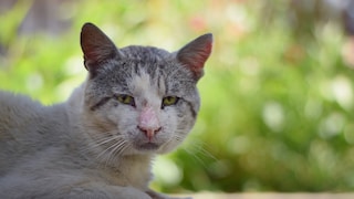 An Old Cat