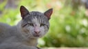 An Old Cat