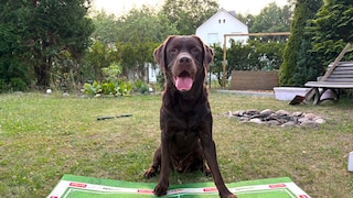 A brown Labrador sits behind two bowls.
