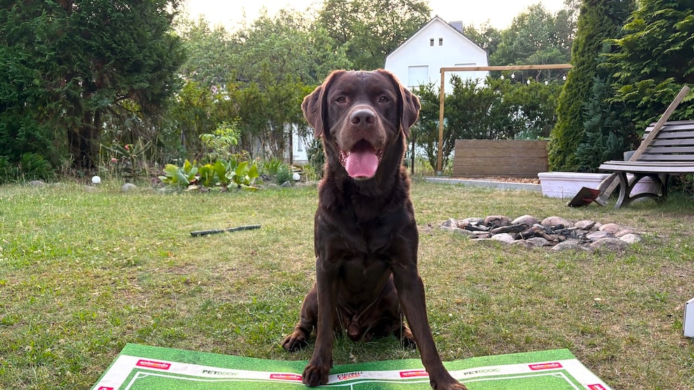 A brown Labrador sits behind two bowls.