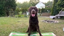 A brown Labrador sits behind two bowls.