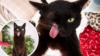 Cat Raven
