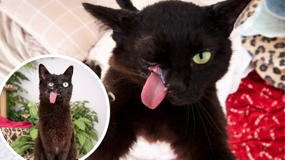 Cat Raven