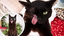 Cat Raven