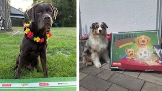 Two Dogs at the PETBOOK Oracle World Cup 2026