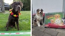 Two Dogs at the PETBOOK Oracle World Cup 2026