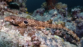 Dudgeon's Bamboo Shark (Hemiscyllium dudgeonae)