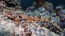 Dudgeon's Bamboo Shark (Hemiscyllium dudgeonae)