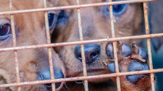 Puppies Behind Bars