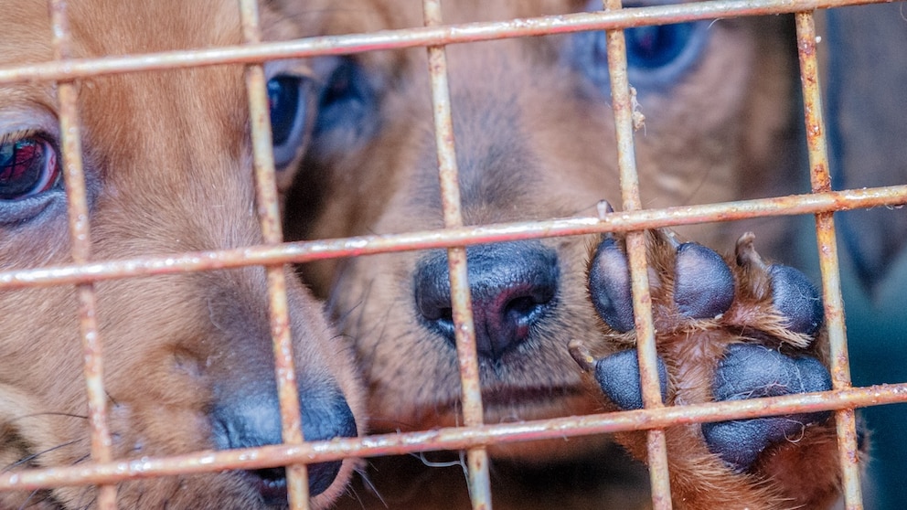 Puppies Behind Bars