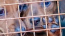 Puppies Behind Bars