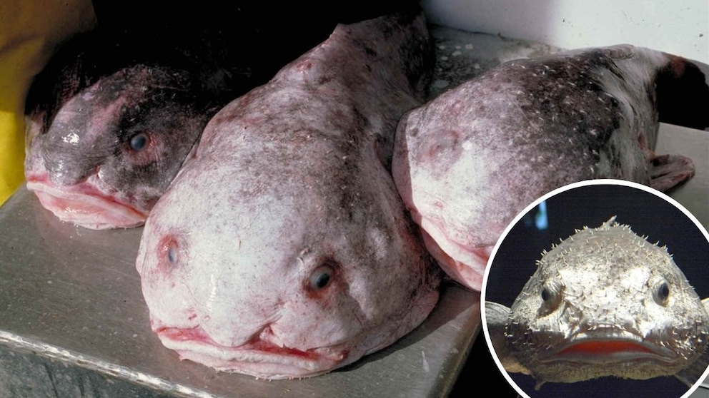 Blobfish