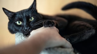 Anyone who has ever tried to touch a cat's paw knows: Most cats immediately pull it back—and for good reason.