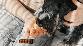 A dog is given tablets