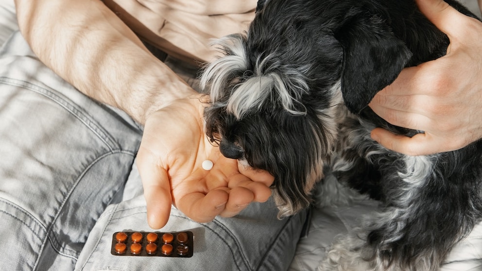 A dog is given tablets.