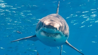 Shark in the Water